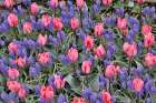 USA, Washington State, Skagit Valley. Garden display with tulips and grape hyacinth Art Print